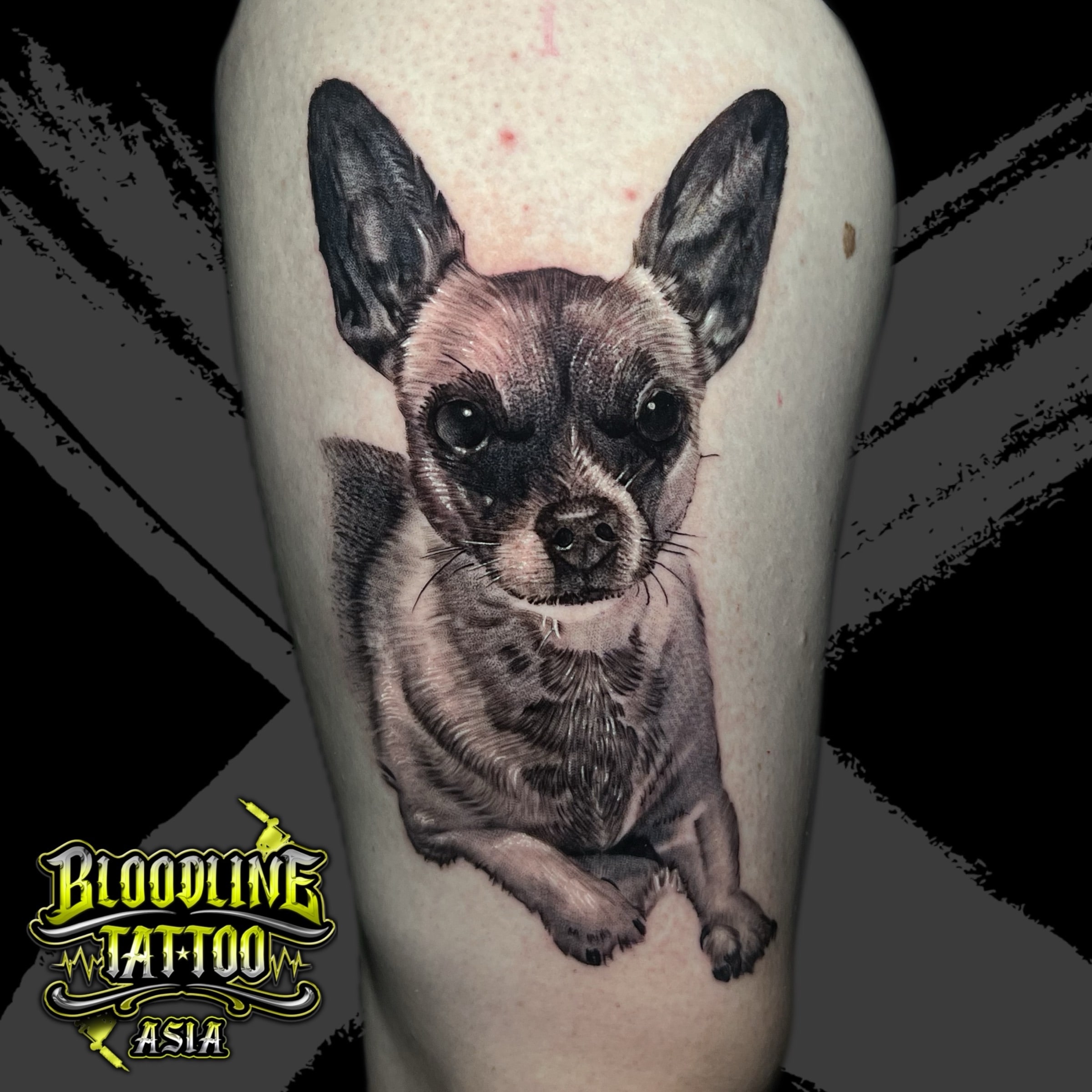 Detailed black and grey Chihuahua dog portrait realism on the thigh with expressive eyes and fine fur shading at Bloodline Tattoo Bali.